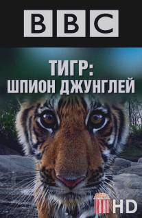 BBC: Тигр - Шпион джунглей / Tiger: Spy in the Jungle