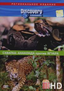 Discovery. Схватка: Анаконда против ягуара / Discovery: Animal Face-Off. Anaconda vs. Jaguar