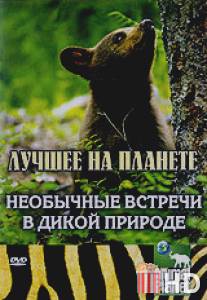 Animal Planet: Необычные встречи в дикой природе / North American Wildlife Encounte