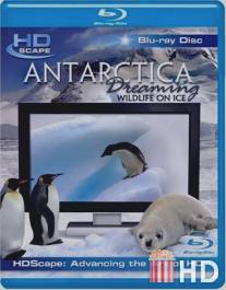 Антарктика - Дикая жизнь на льду / Antarctica Dreaming - WildLife On Ice
