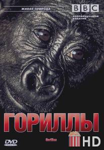 BBC: Гориллы / Wildlife Special: Gorillas