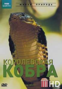 BBC: Королевская кобра / King Cobra and I