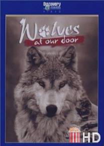 Discovery: Волки / Wolves at Our Door