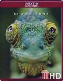 Хамелеоны мира / Chameleons of the world