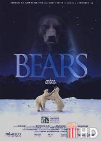 Медведи / Bears