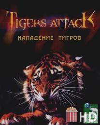 Нападение тигров / Tigers Attack
