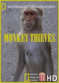 Обезьяны-воришки / Monkey Thieves