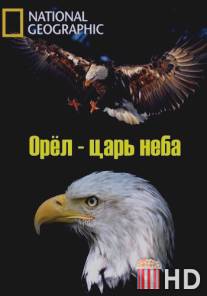 Орёл - царь неба / The Eagles