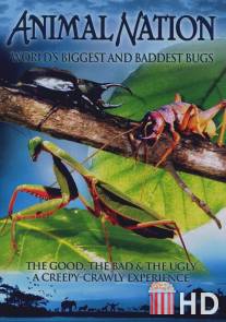Самые большие и страшные жуки в мире / World's Biggest and Baddest Bugs