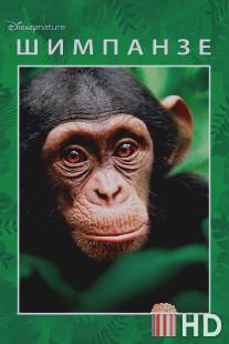 Шимпанзе / Chimpanzee