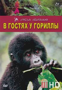 В гостях у гориллы / Gorilla Gorilla