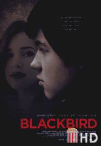 Чёрный дрозд / Blackbird