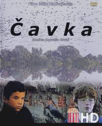 Галка / Cavka