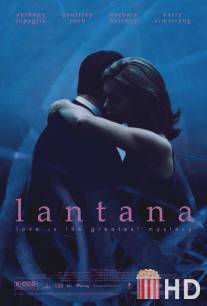 Лантана / Lantana