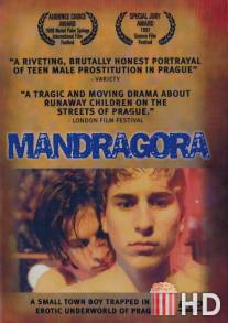 Мандрагора / Mandragora
