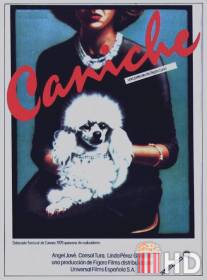 Пудель / Caniche