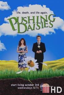 Мертвые до востребования / Pushing Daisies