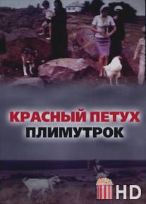 Красный петух плимутрок