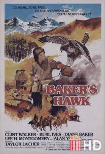 Ястреб бейкера / Baker's Hawk